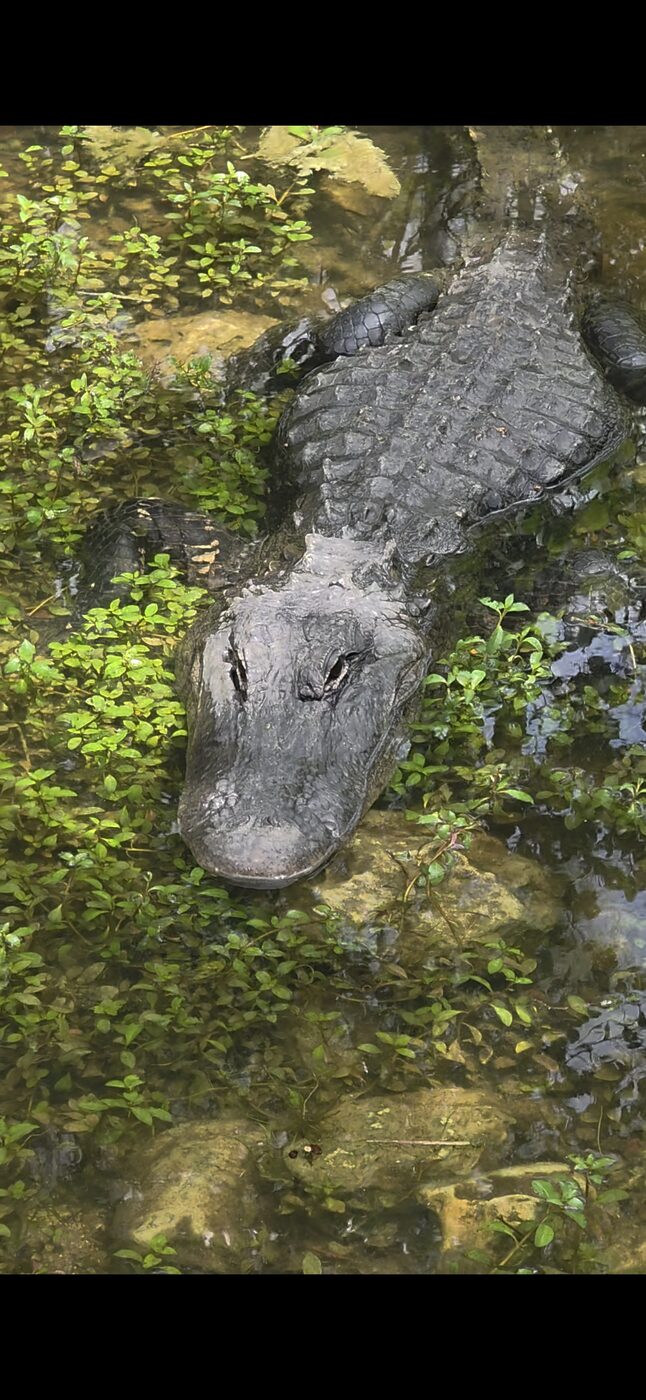 American alligator