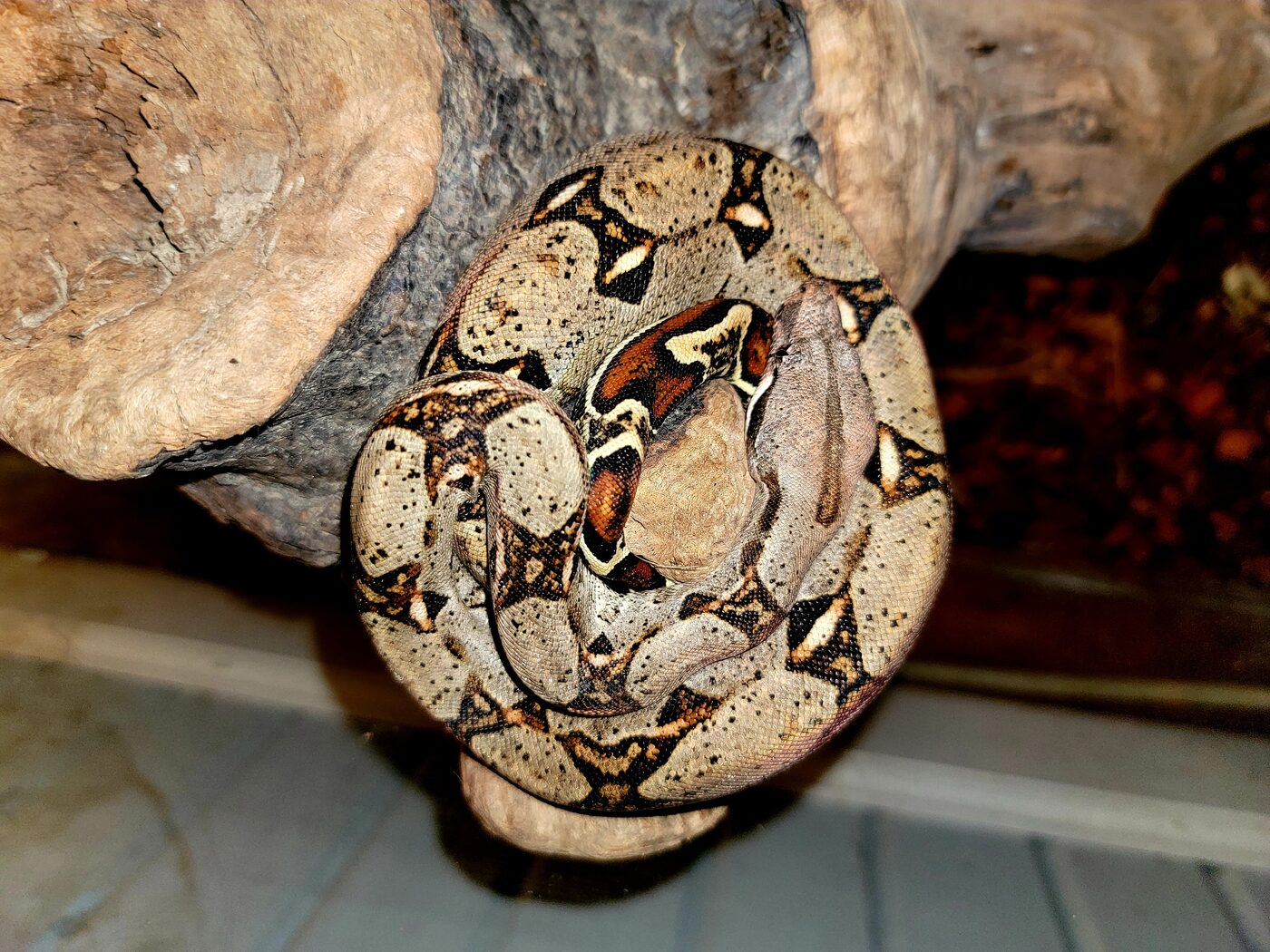 Common boa constrictor (red-tailed boa)