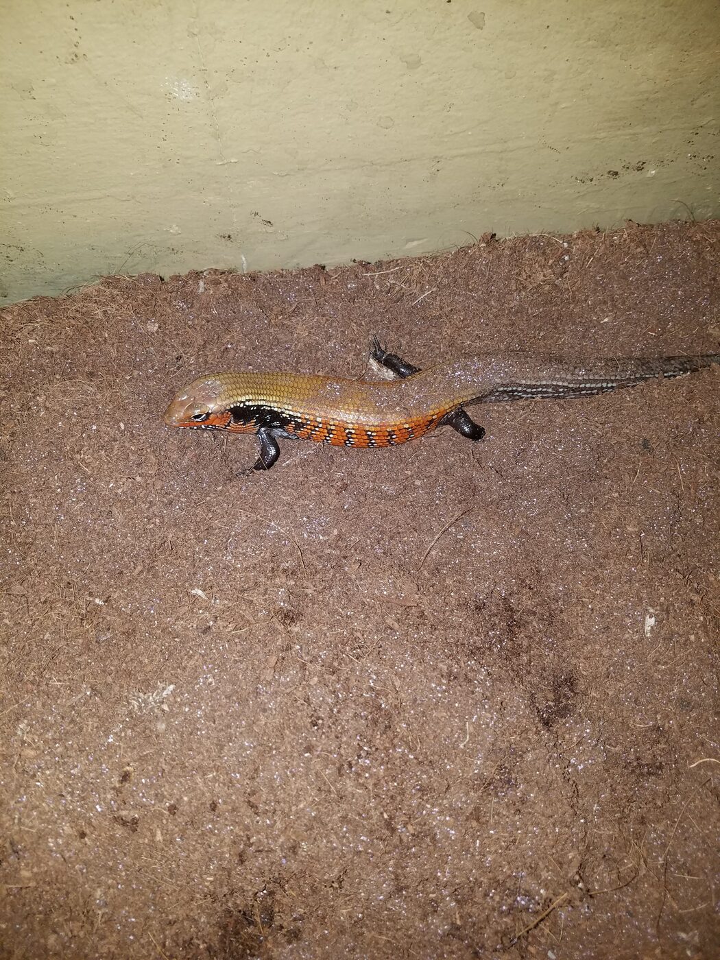 Fire skink