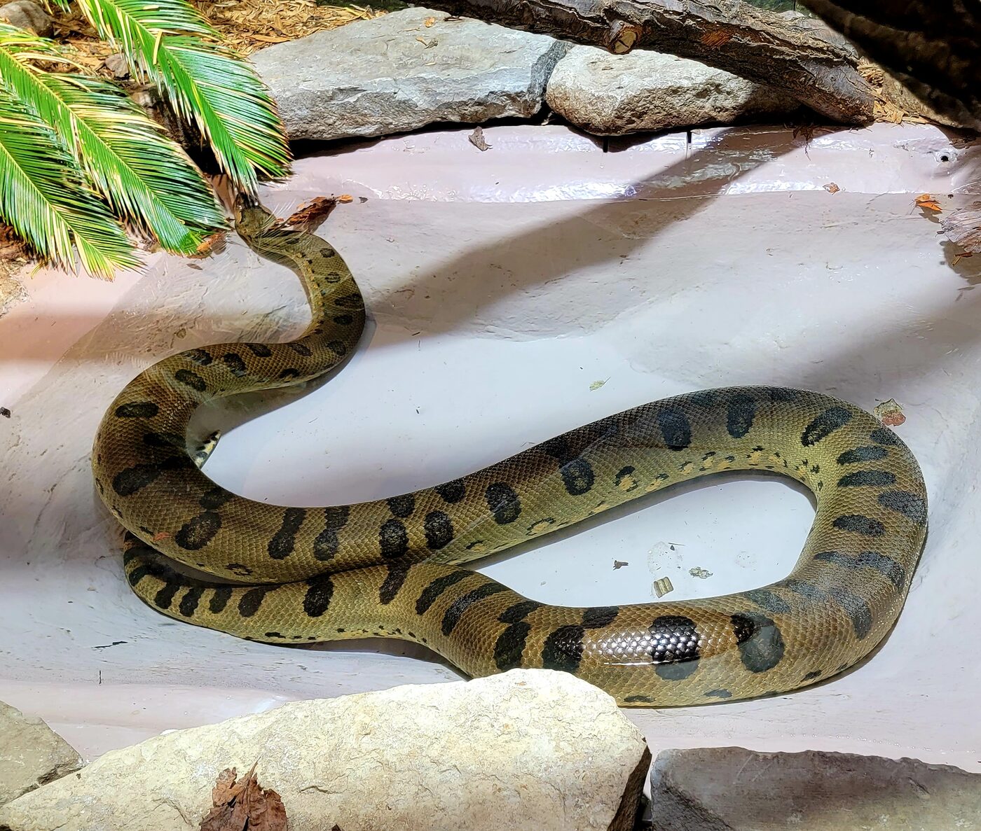 Green anaconda
