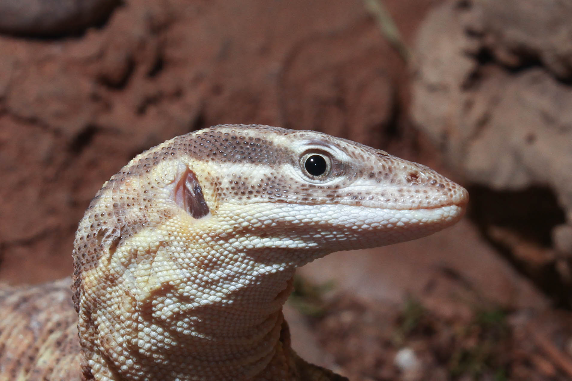 Ackie (spiny-tailed) monitor