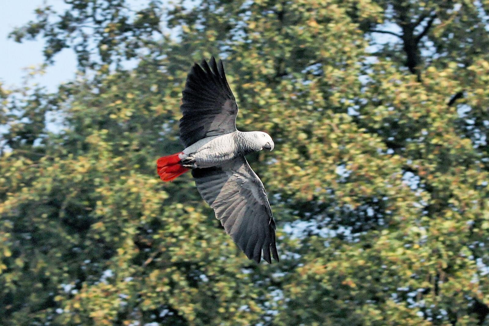 Gray parrot (Congo African grey)