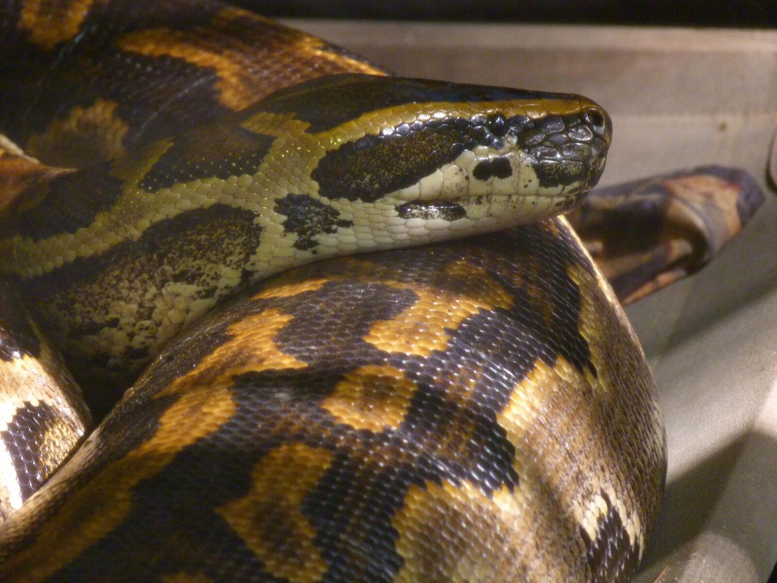 Central African rock python