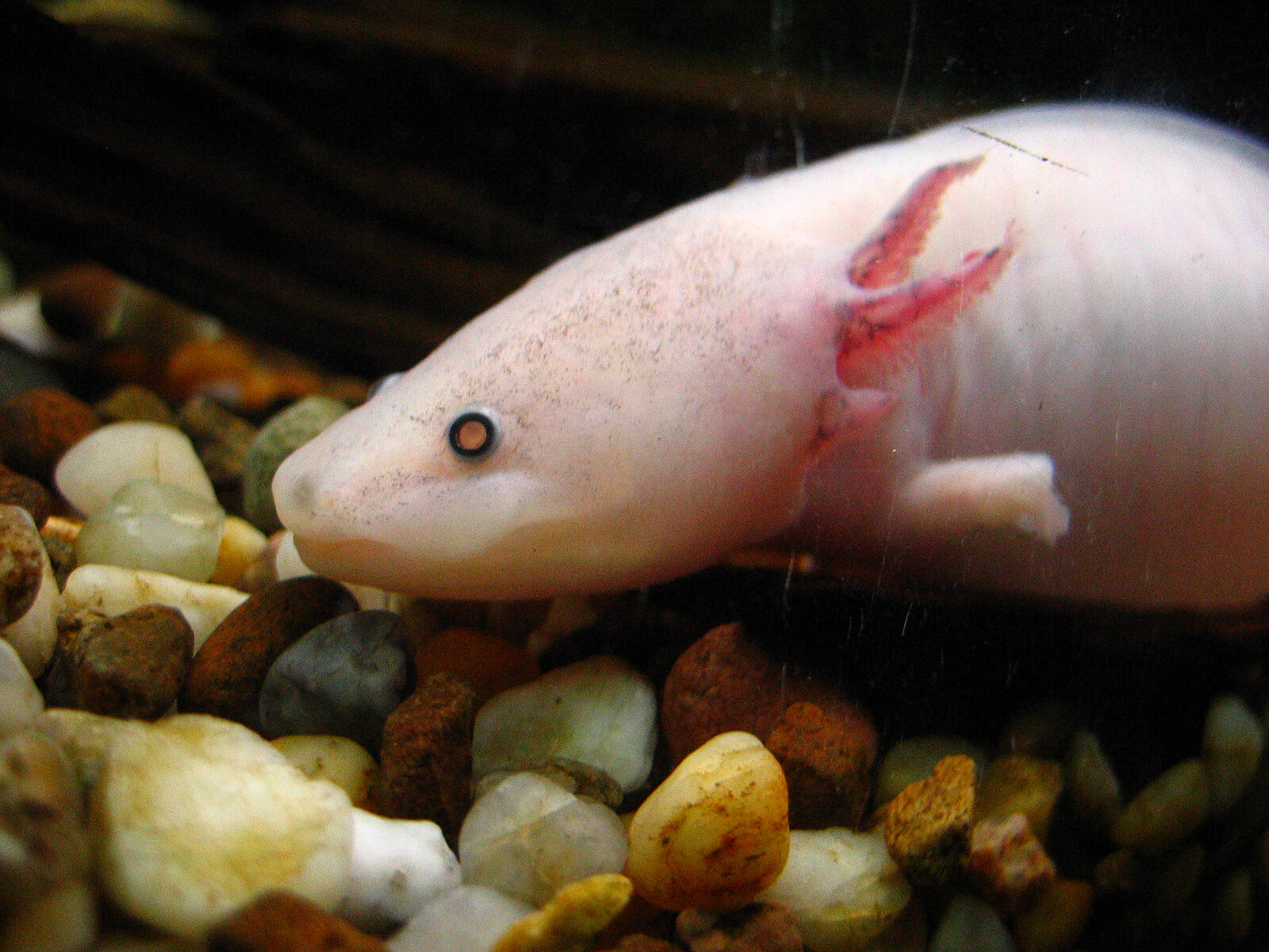 Axolotl