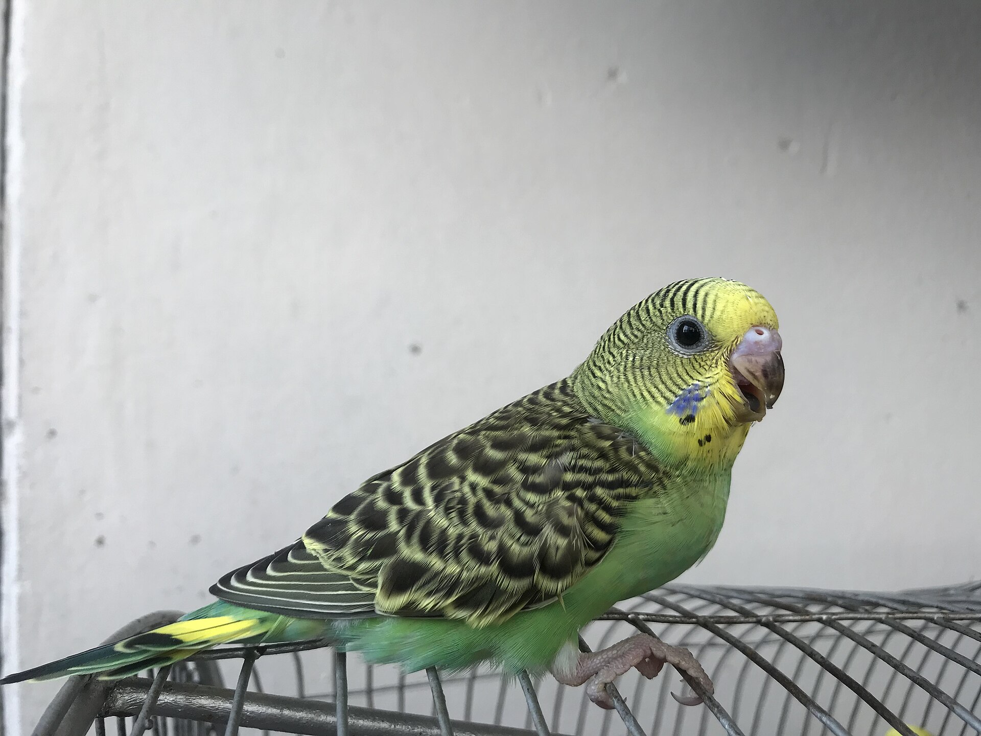 Budgerigar