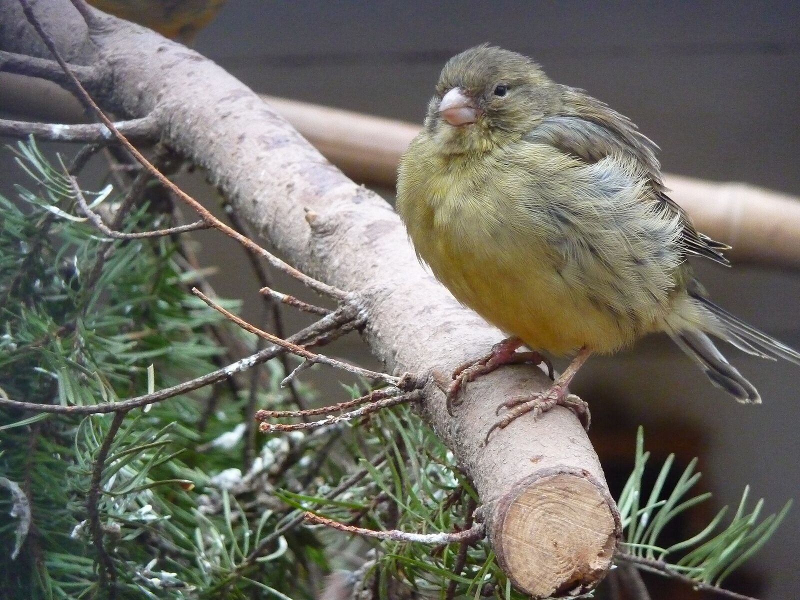 Domestic canary