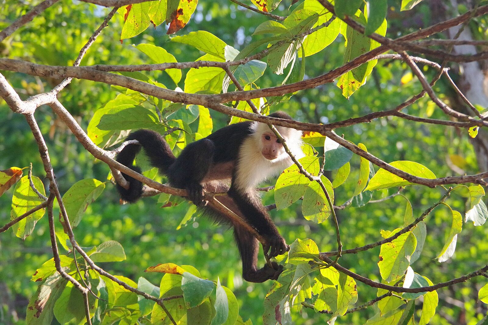 White-faced capuchin