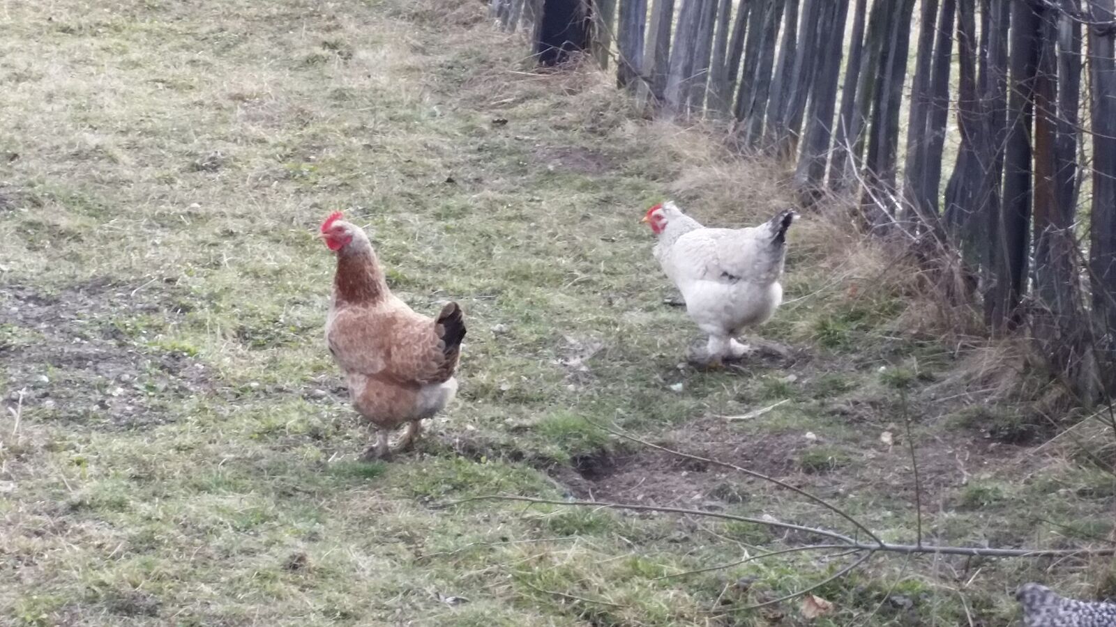 Chicken