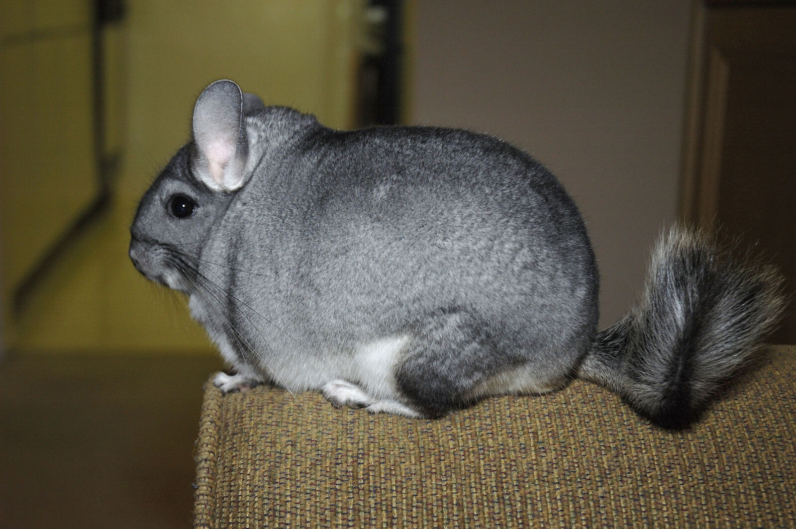 Long-tailed chinchilla