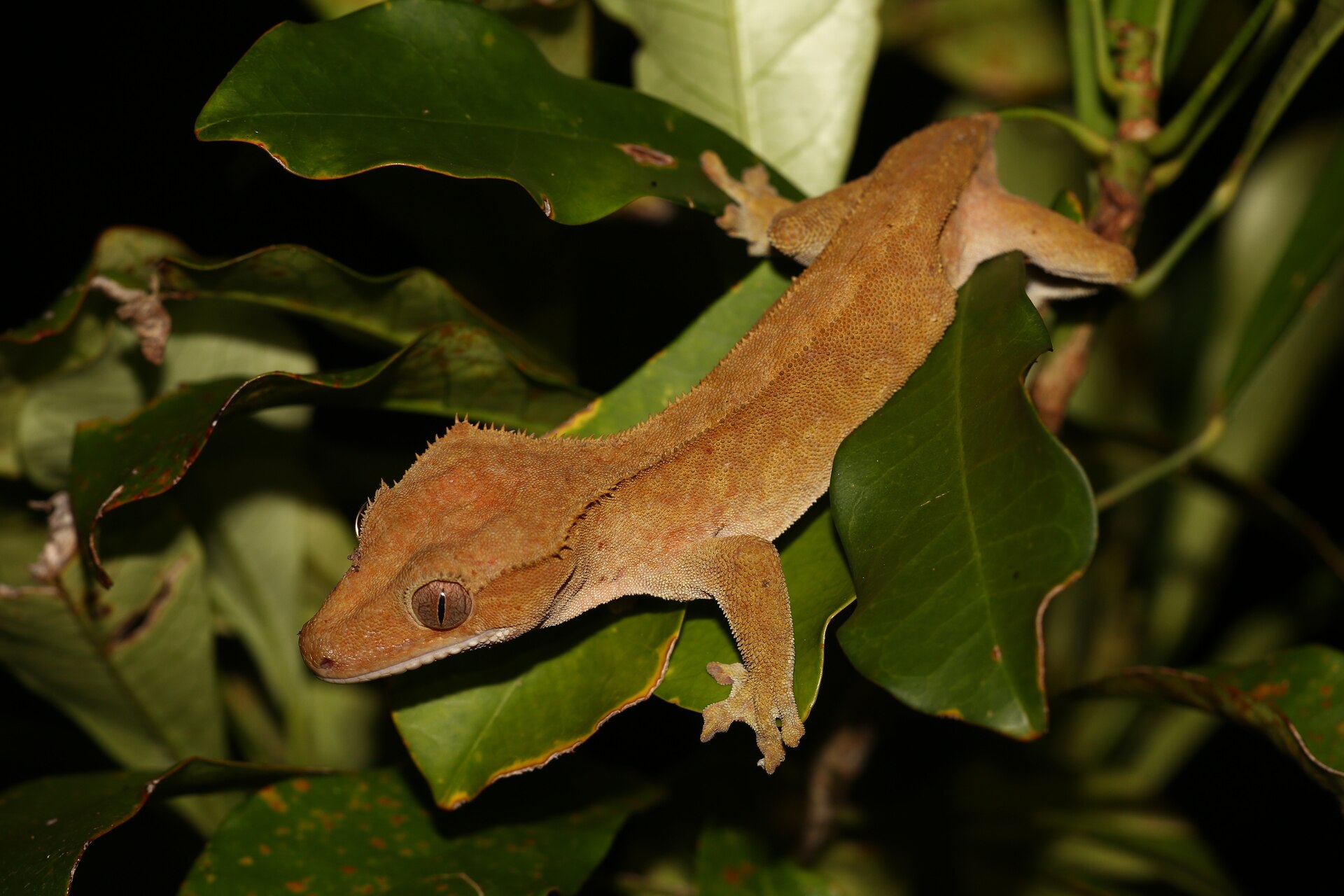 Crested gecko