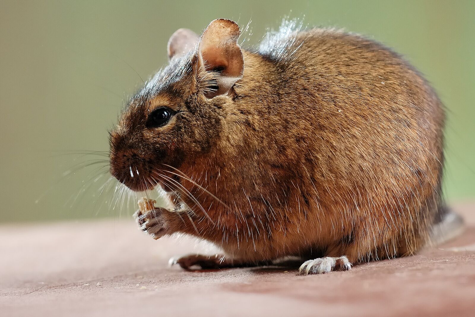 Degu