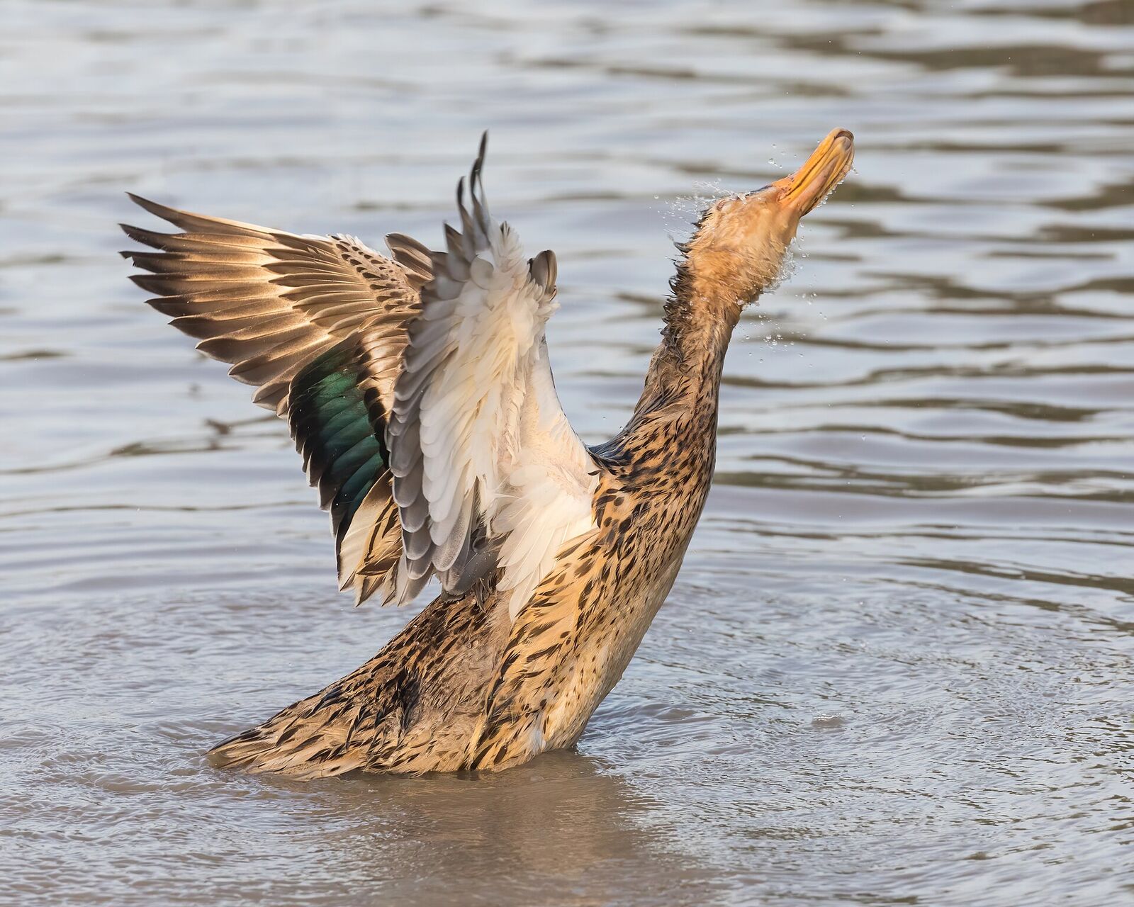 Domestic duck (mallard)