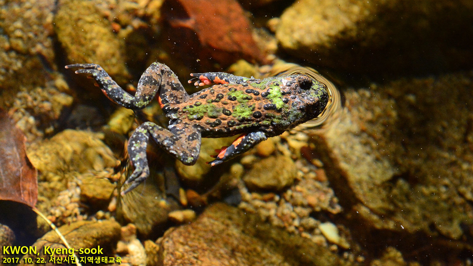 Oriental fire-bellied toad