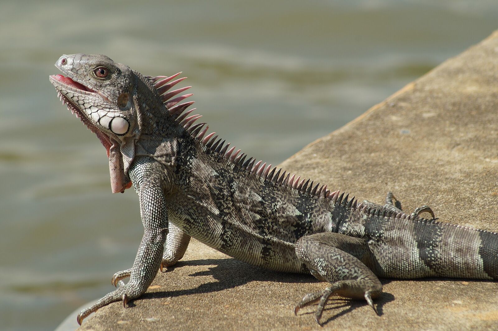 Green iguana