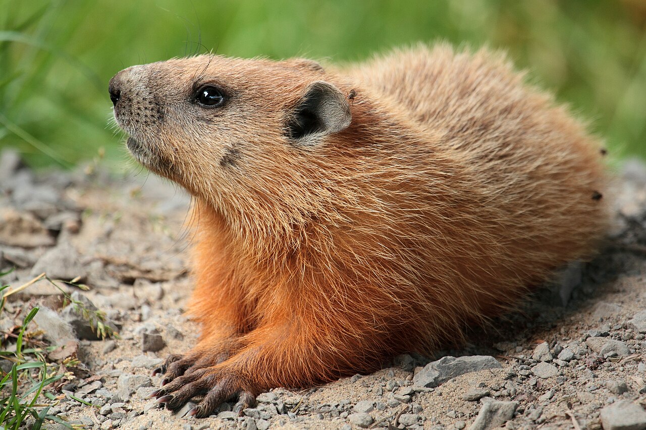 Groundhog (woodchuck)