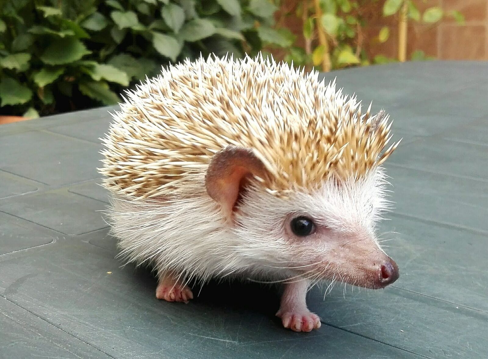 Four-toed (African pygmy) hedgehog