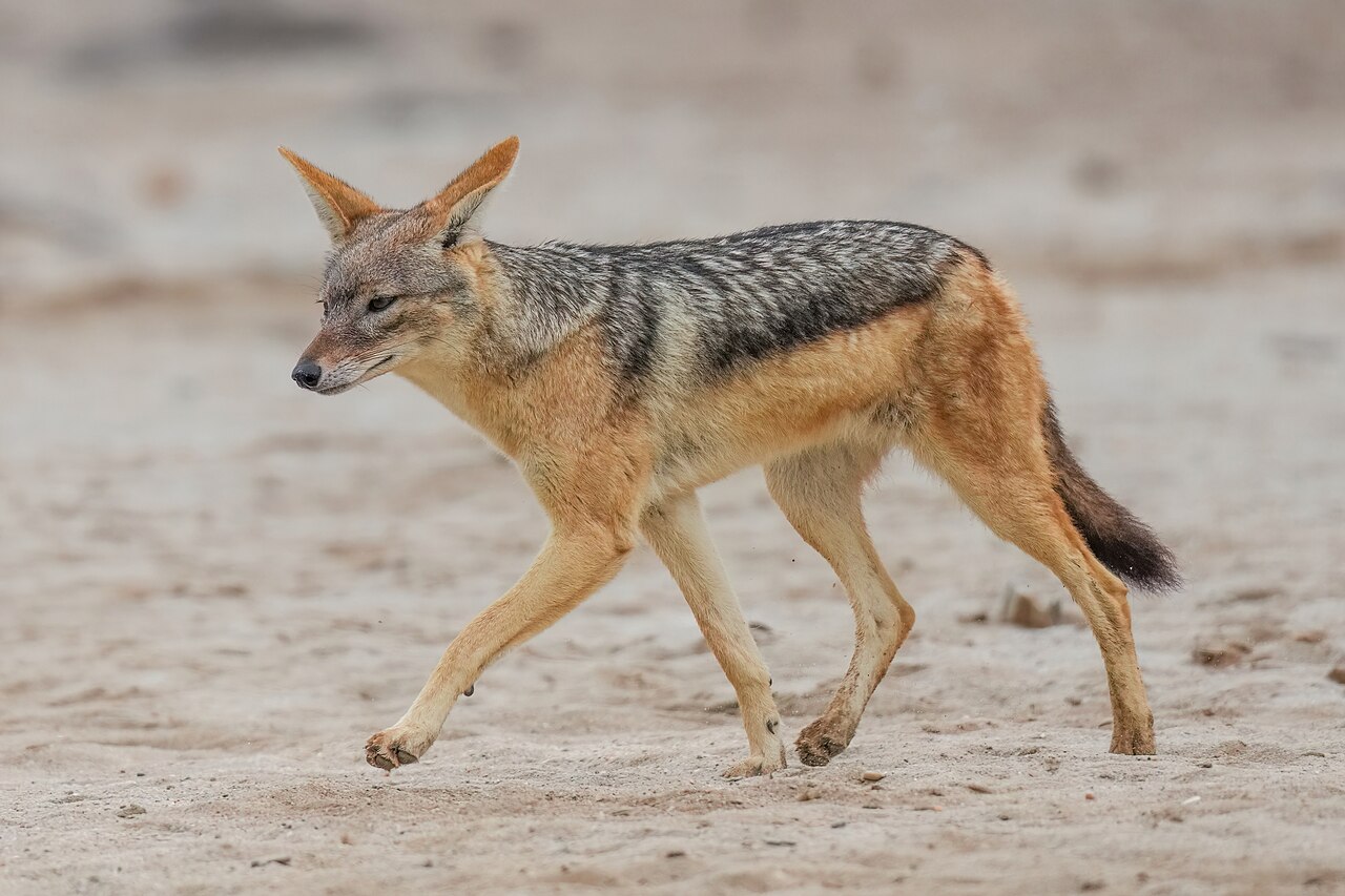 Black-backed jackal