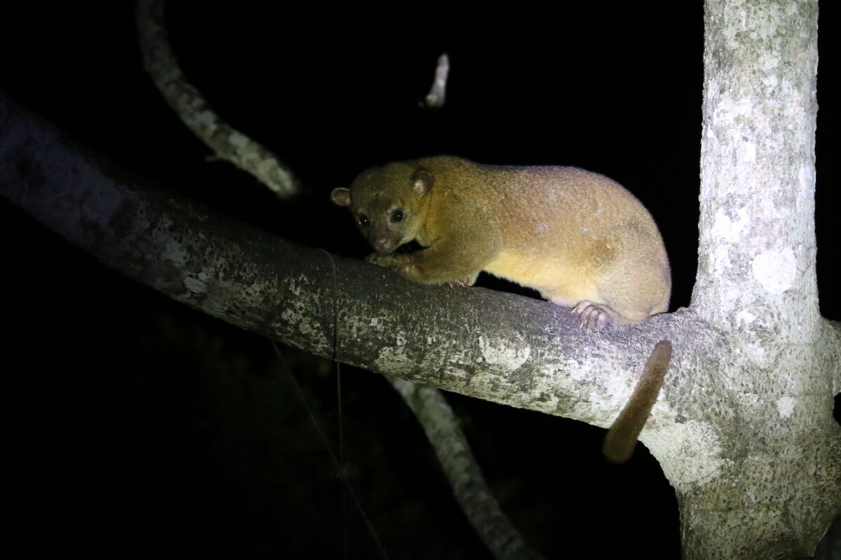 Kinkajou