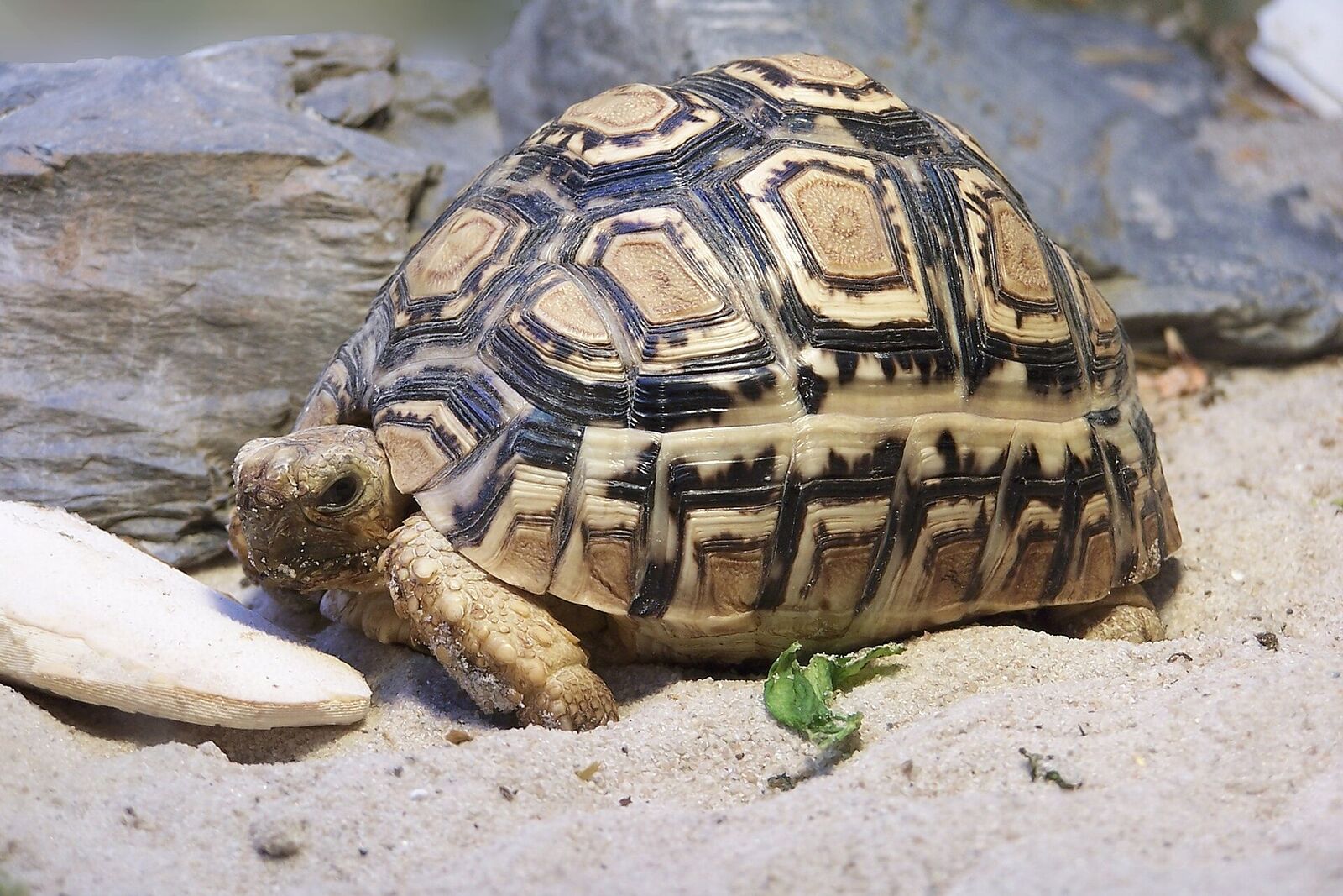 Leopard tortoise