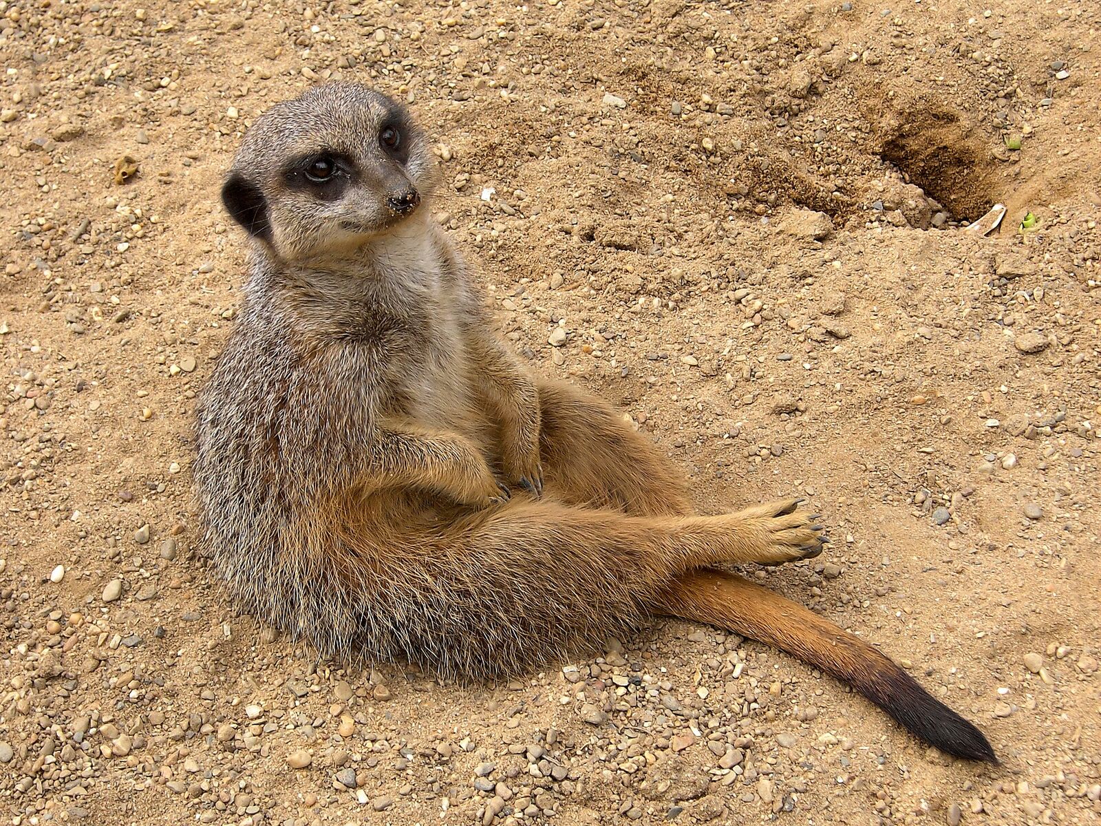 Meerkat