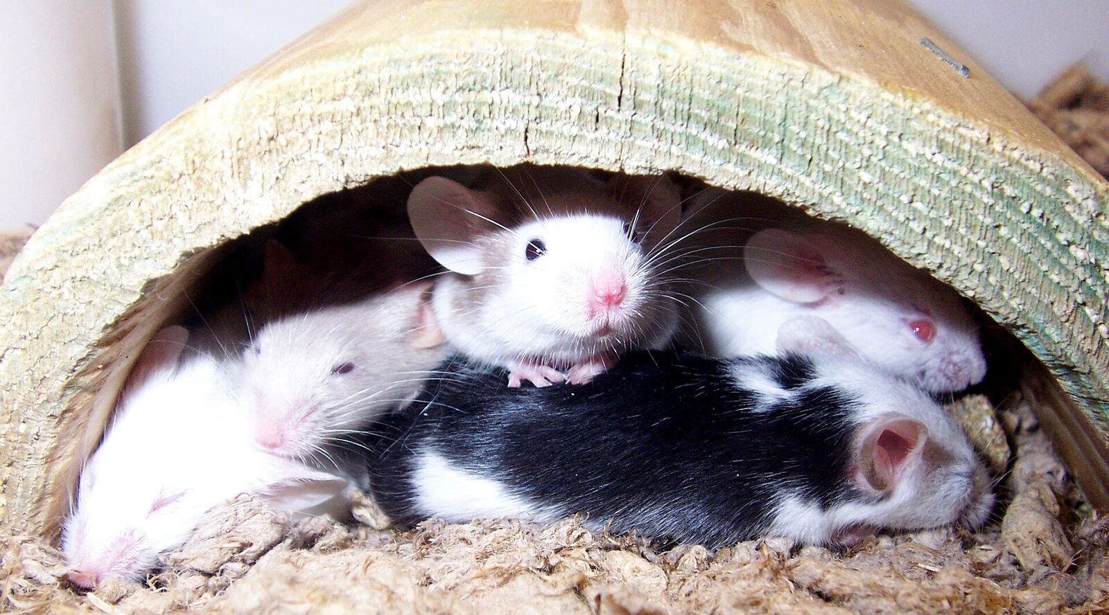 Fancy mouse