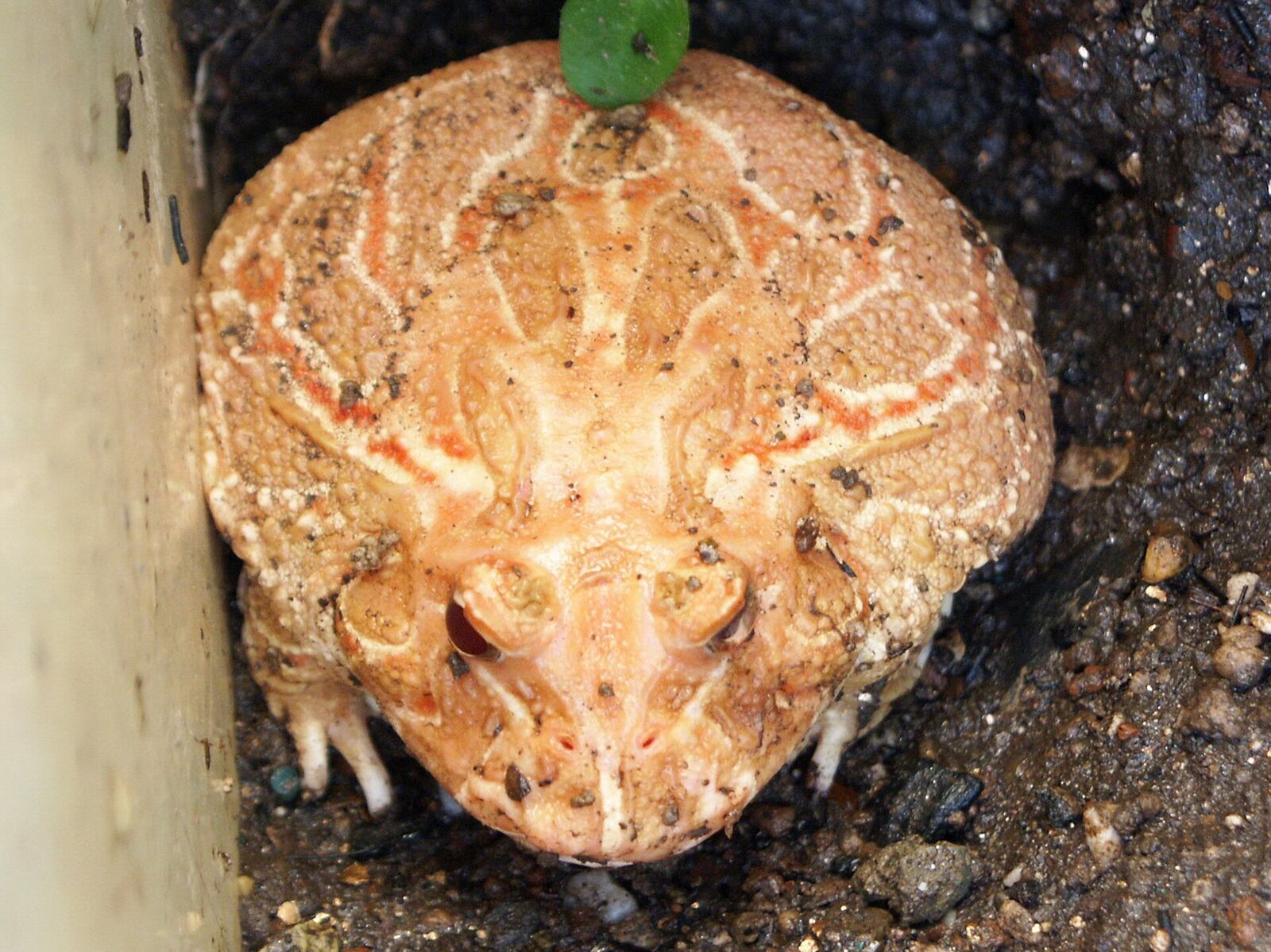 Cranwell's horned frog (pac-man)