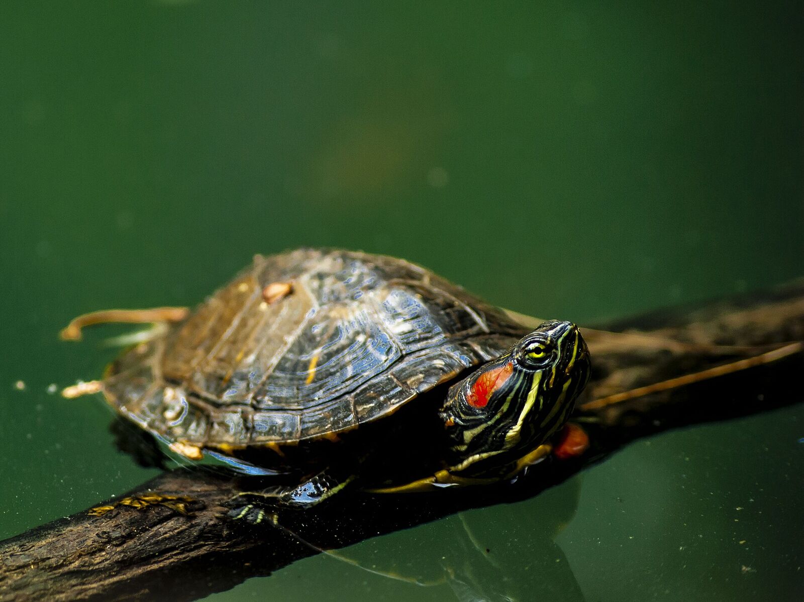 Red-eared slider