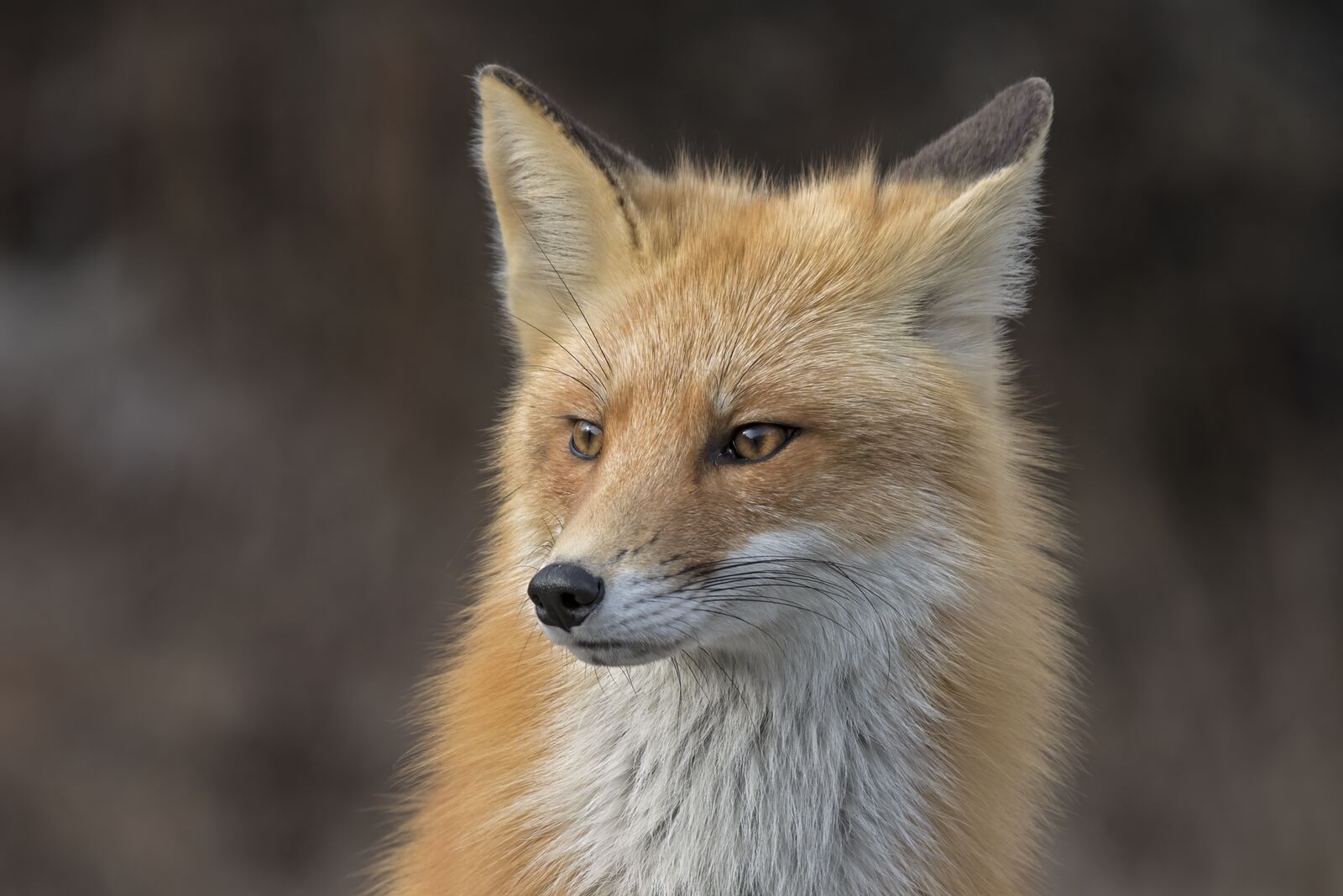 Red fox