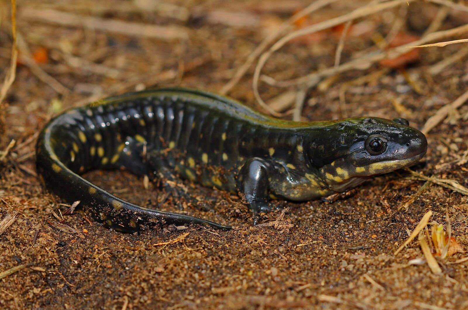 Eastern tiger salamander