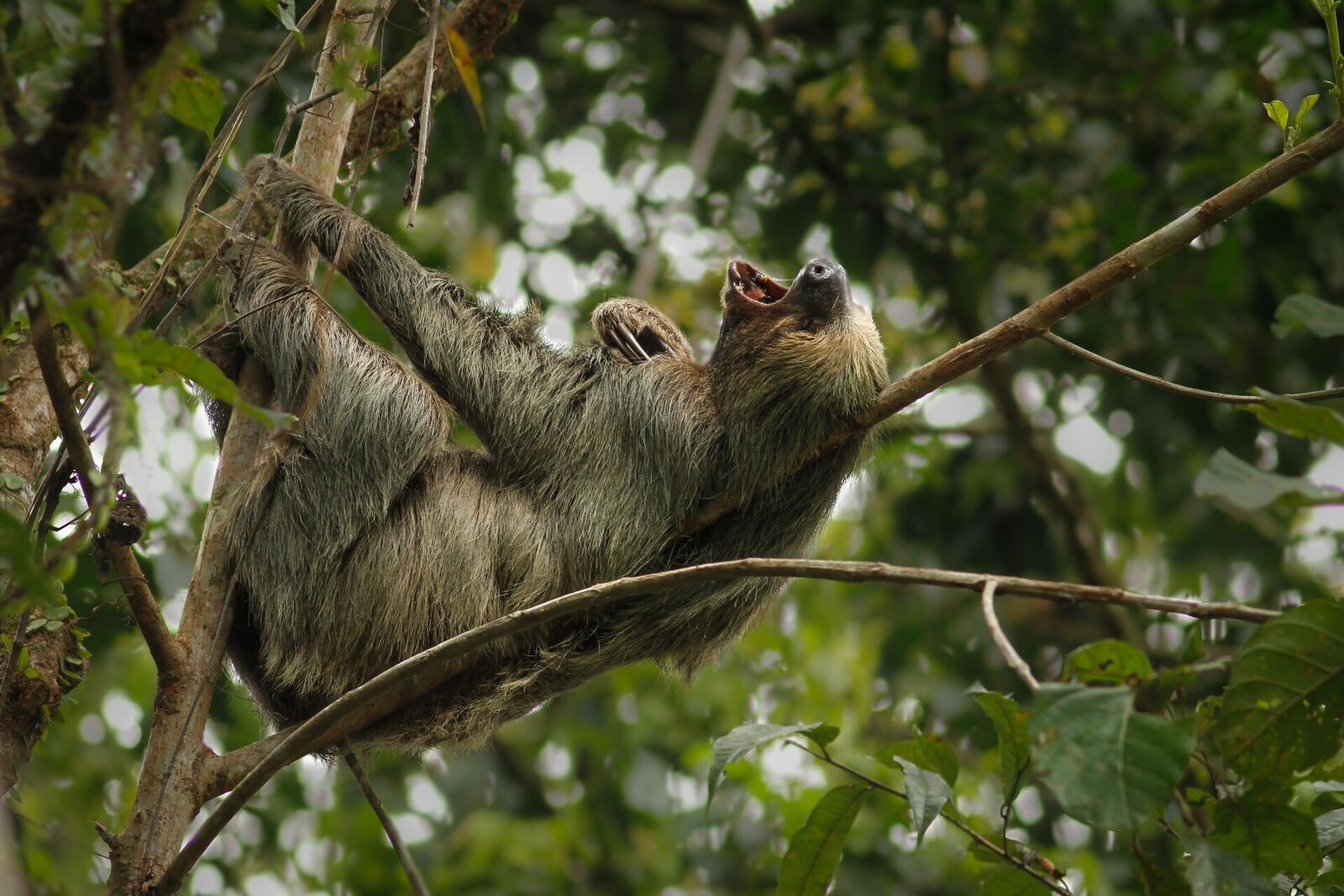 Linnaeus's two-toed sloth